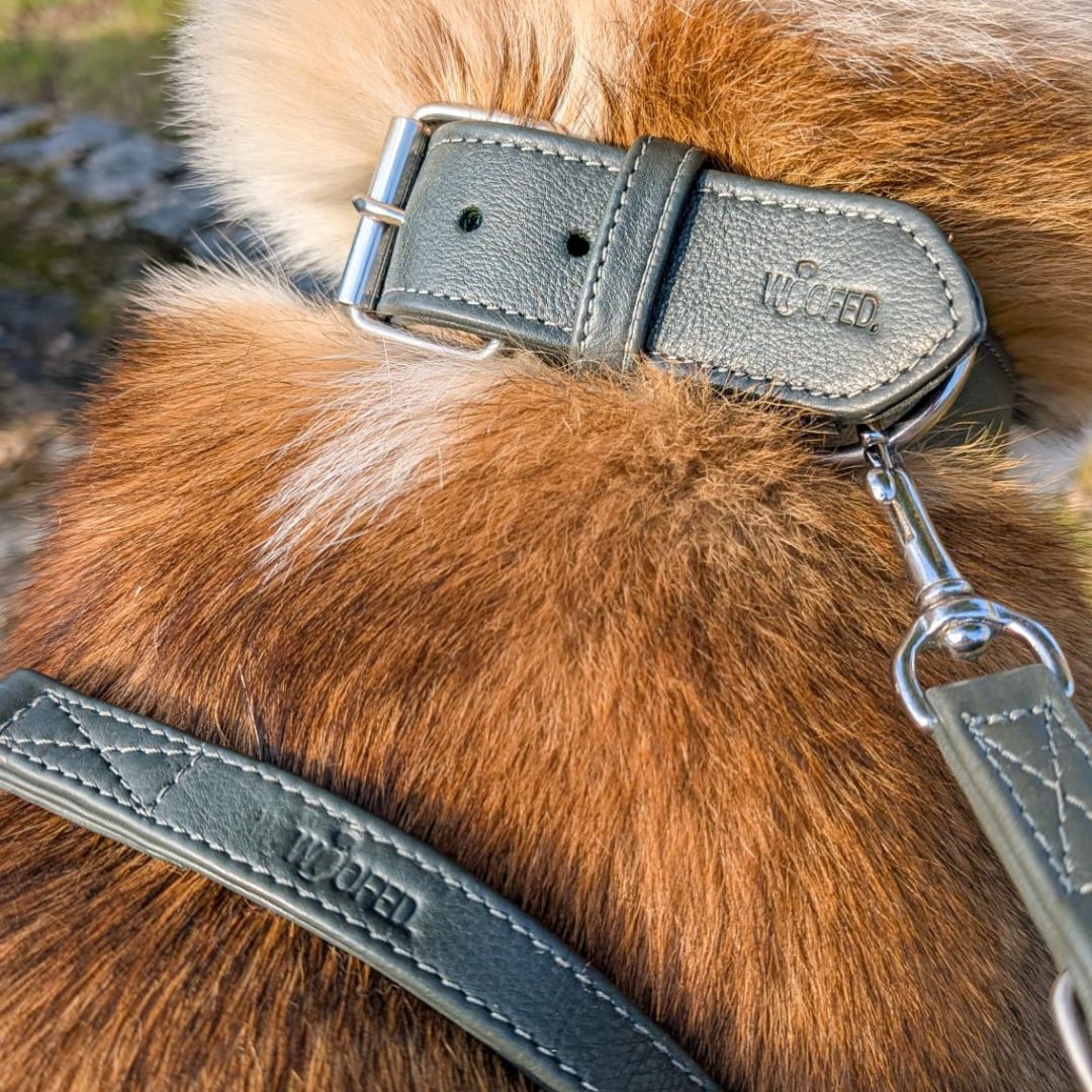 Halsband und Hundeleine aus robustem Leder in Dunkelgrün 