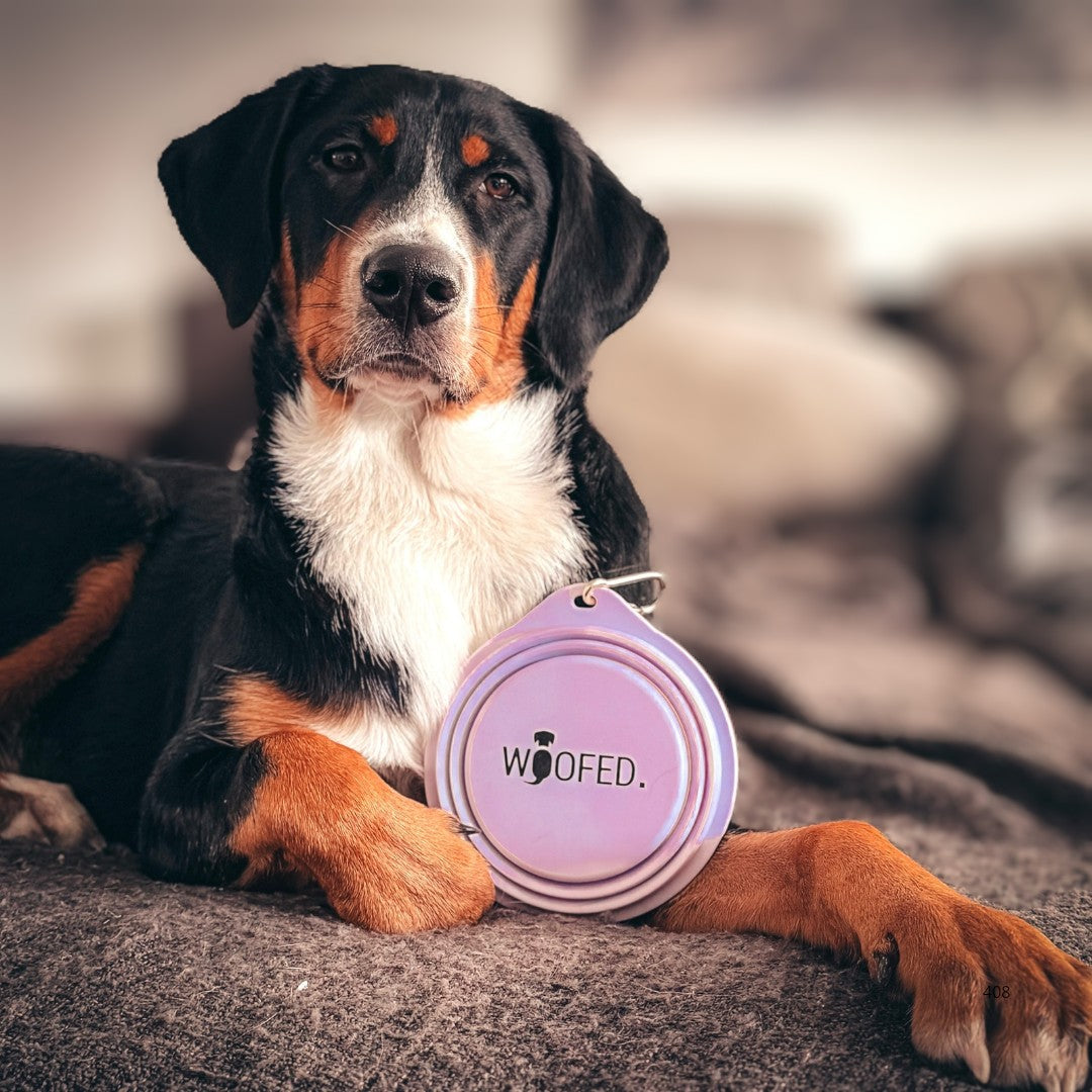 Hund liegt auf grauer Decke, frontal, neben zusammengefaltetem lila Reisenapf mit „WOOFED“-Logo