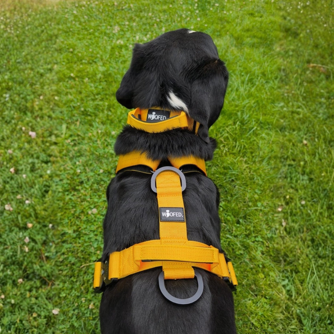 Gelbes Hundegeschirr mit Sicherheitsschnallen in gelb an Appenzeller Sennenhund 