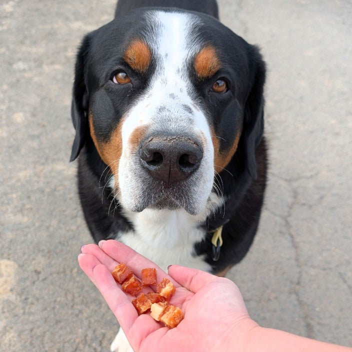 grosser Hund mit natürlichen Hundeleckerlis aus Huhn mit Fisch 