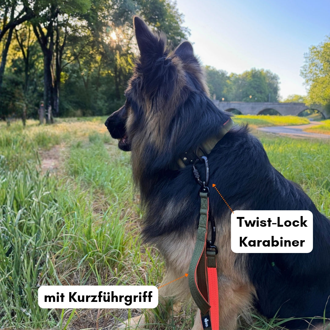 Hundeleine mit Kurzführgriff und Twist-Lock Karabiner in Oliv Orange an Schäferhund 