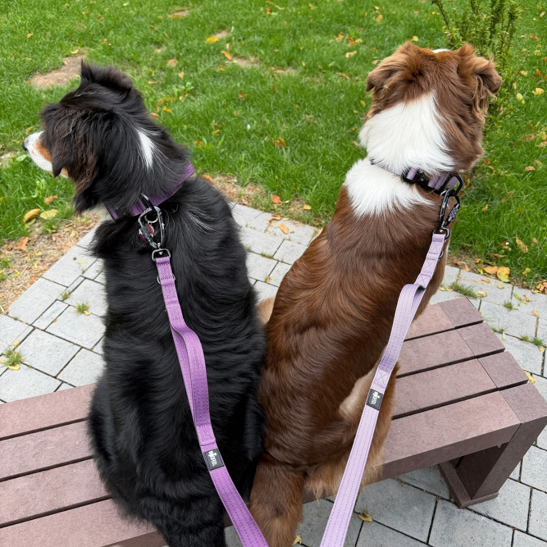 Hundeleine in Lila und Flieder für 2 Hunde mit Twist Lock Sicherheitskarabiner aus Aluminium 