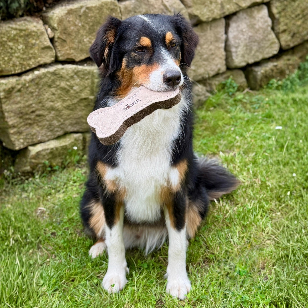 Knochen aus Wollfilz als Hundespielzug zum Zerren und Spielen mit Austrailian Shepherd