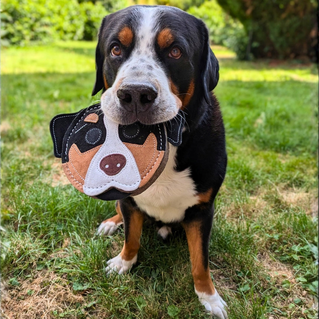Großer Schweizer Sennenhund mit natürlichem Hundespielzeug Hundekopf Sennenhund in der Schnauze 