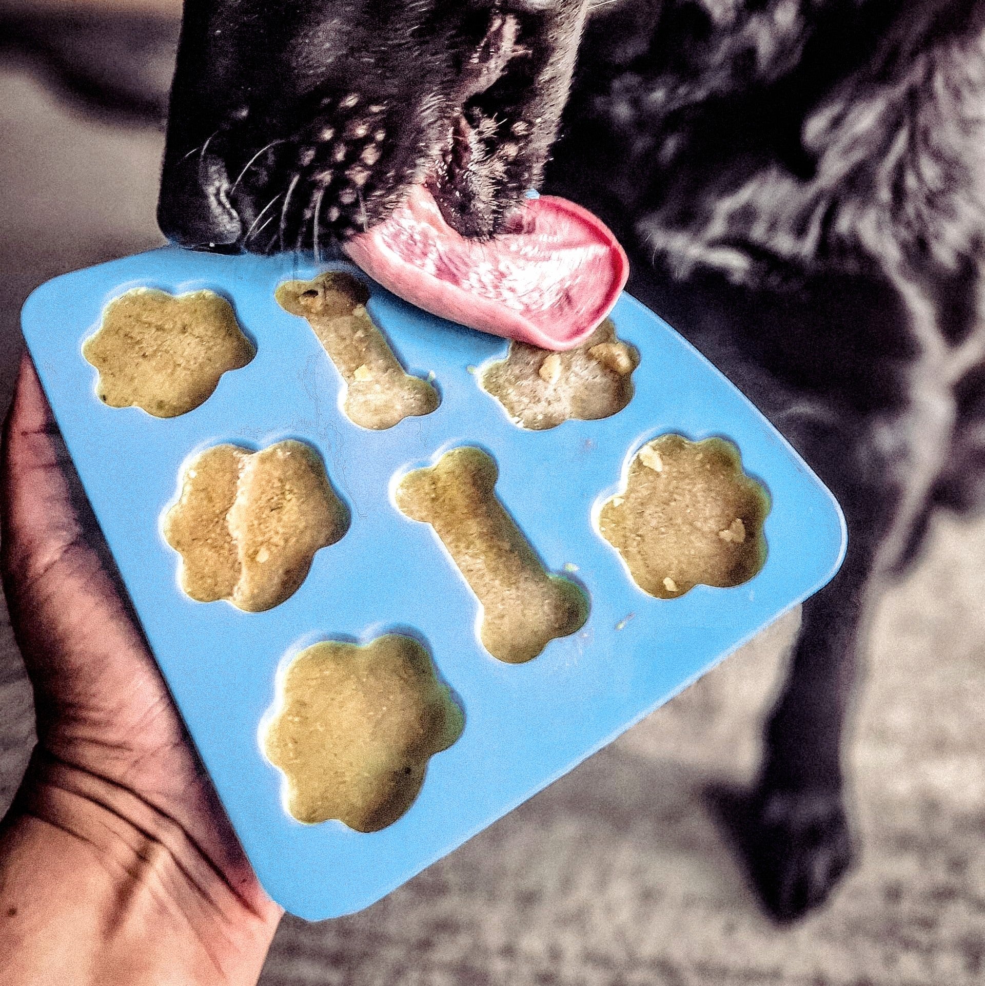 Blaue Silikon-Eiswürfelform mit Pfoten- und Knochenmulden, mit Leckerli gefüllt, Hund leckt mit sichtbarer Zunge