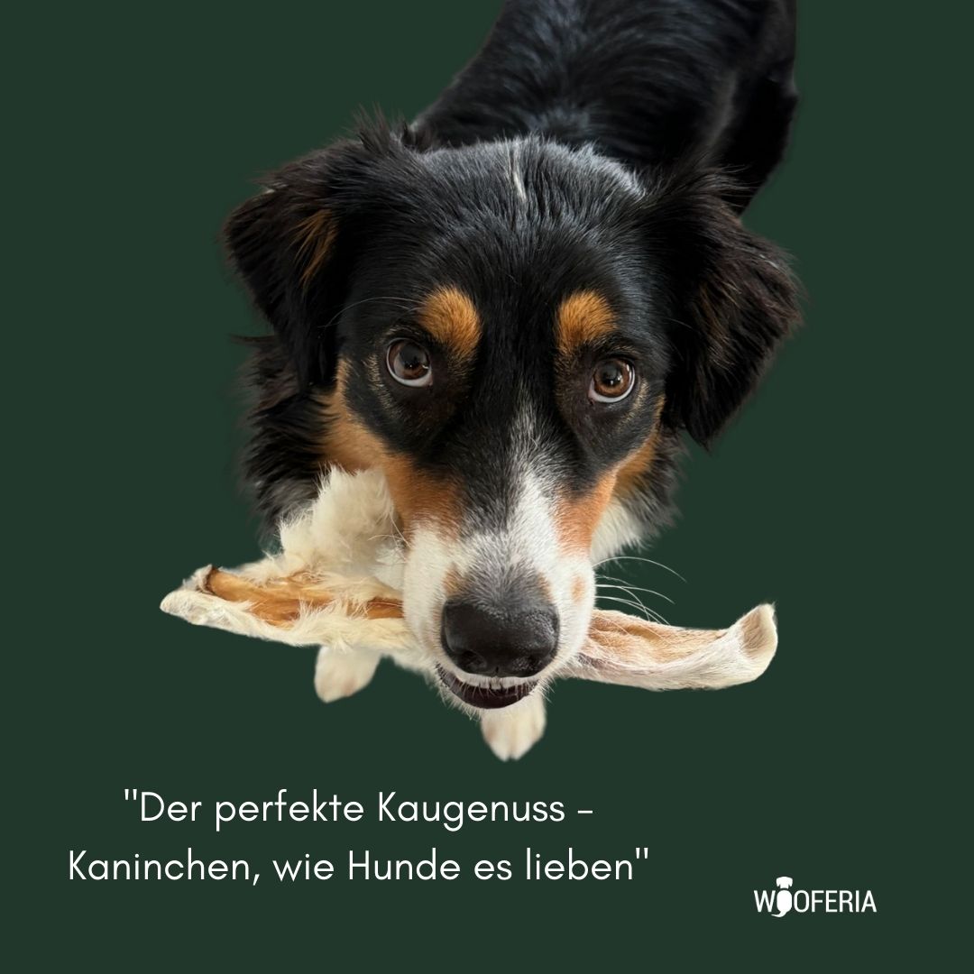 Kaninchenohren mit Fell