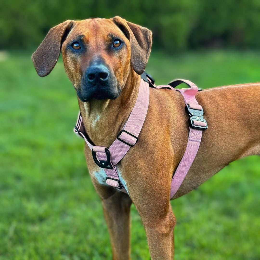 Y-Hundegeschirr 4fach-verstellbar mit Griff und Sicherheitsschnallen DUSTY ROSE - ultraleicht