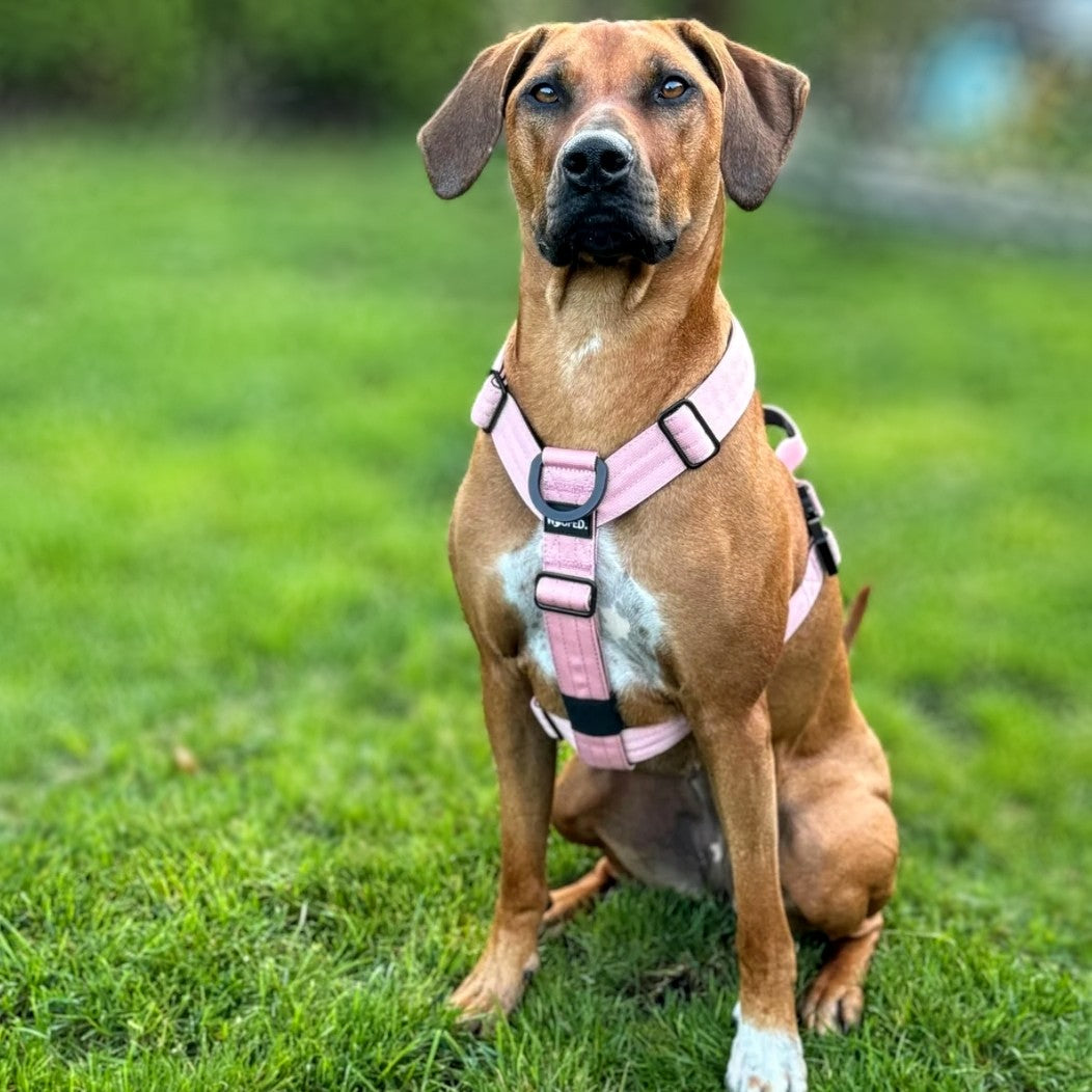 Y-Hundegeschirr 4fach-verstellbar mit Griff und Sicherheitsschnallen DUSTY ROSE - ultraleicht