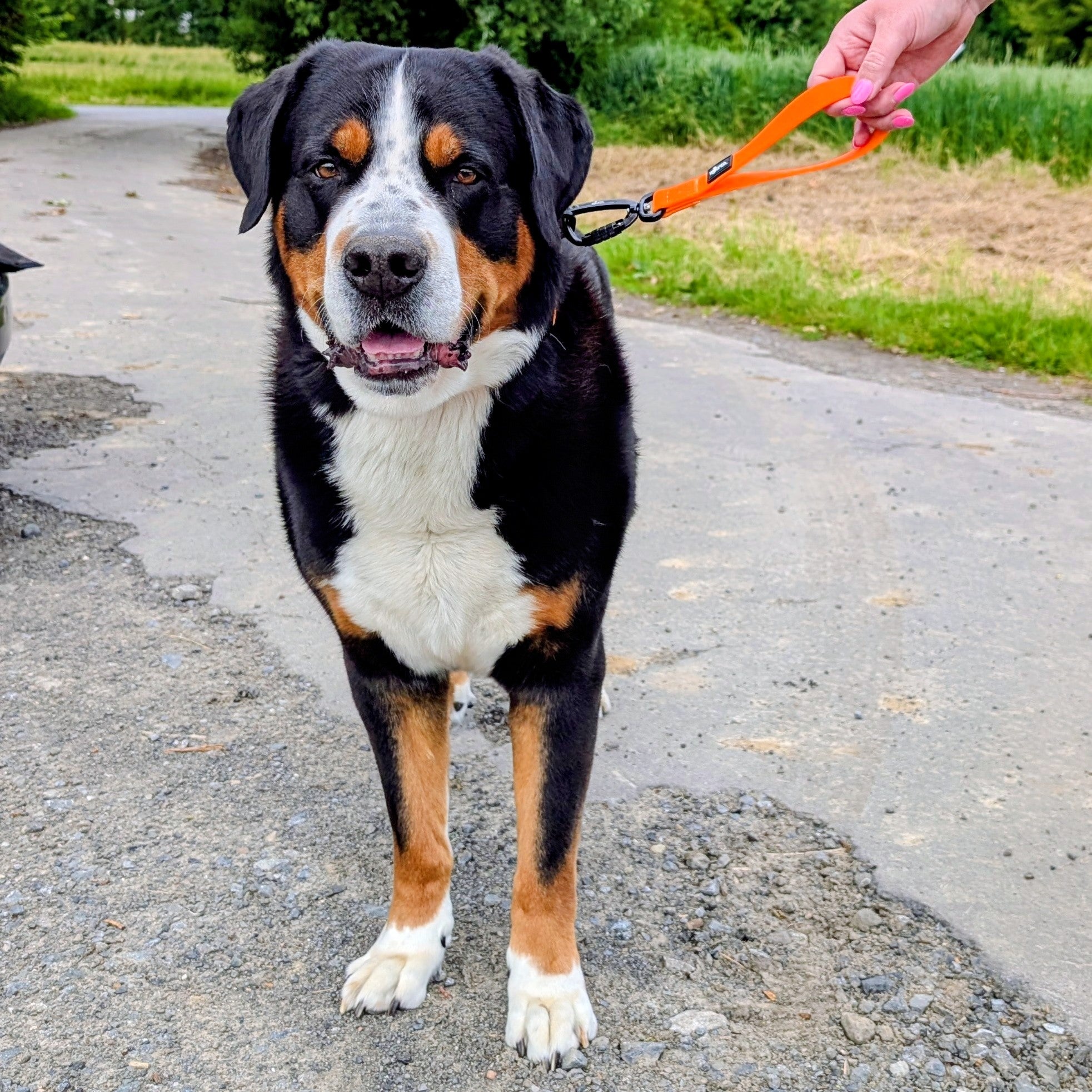 Großer Schweizer Sennenhund mit Kurzführer in Orange mit sicherem Karabiner 