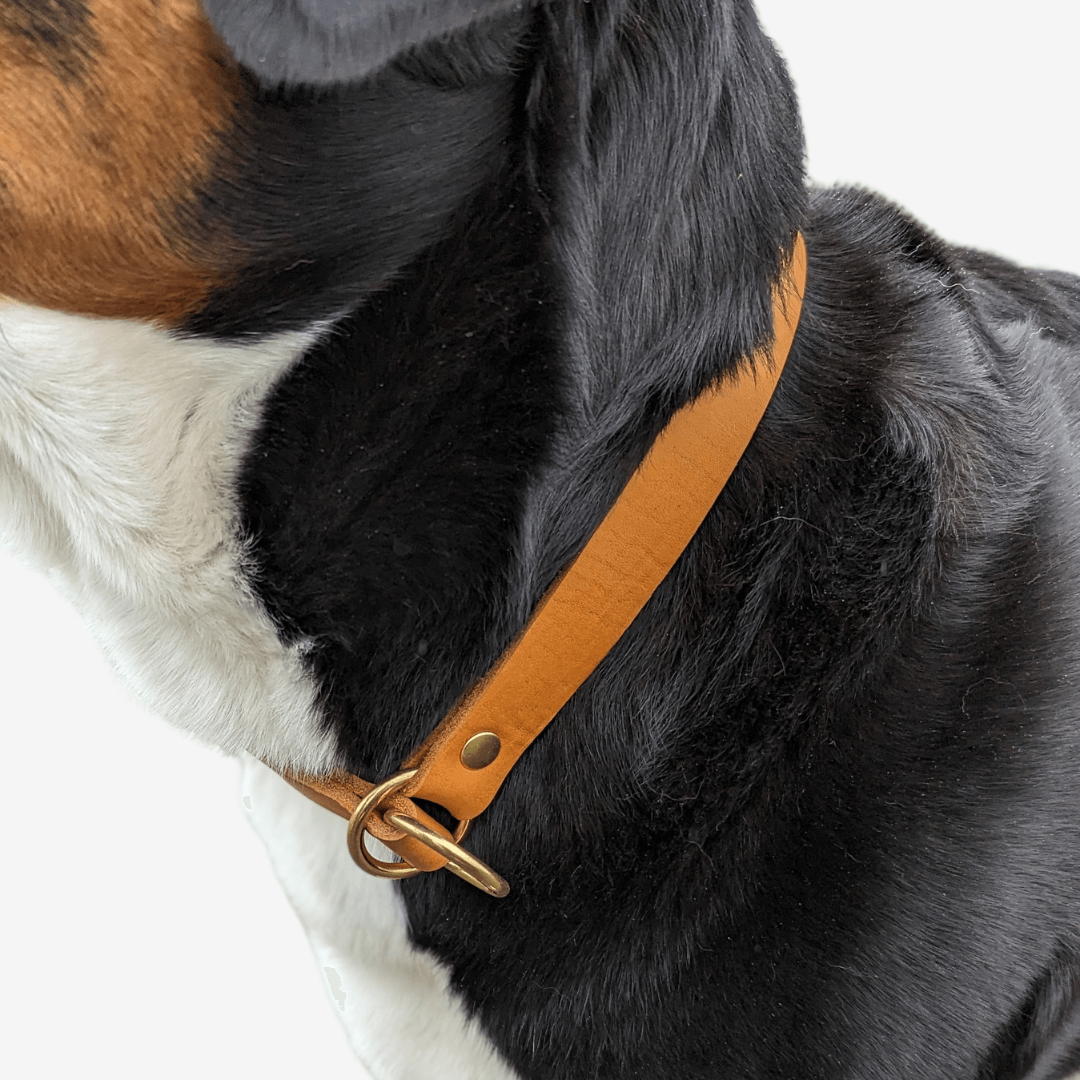 Leder Halsband Zugstopp - WOOFED.