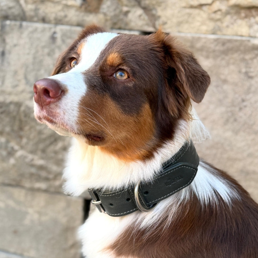 Lederhalsband an Australian Shepherd Hündin in Grün