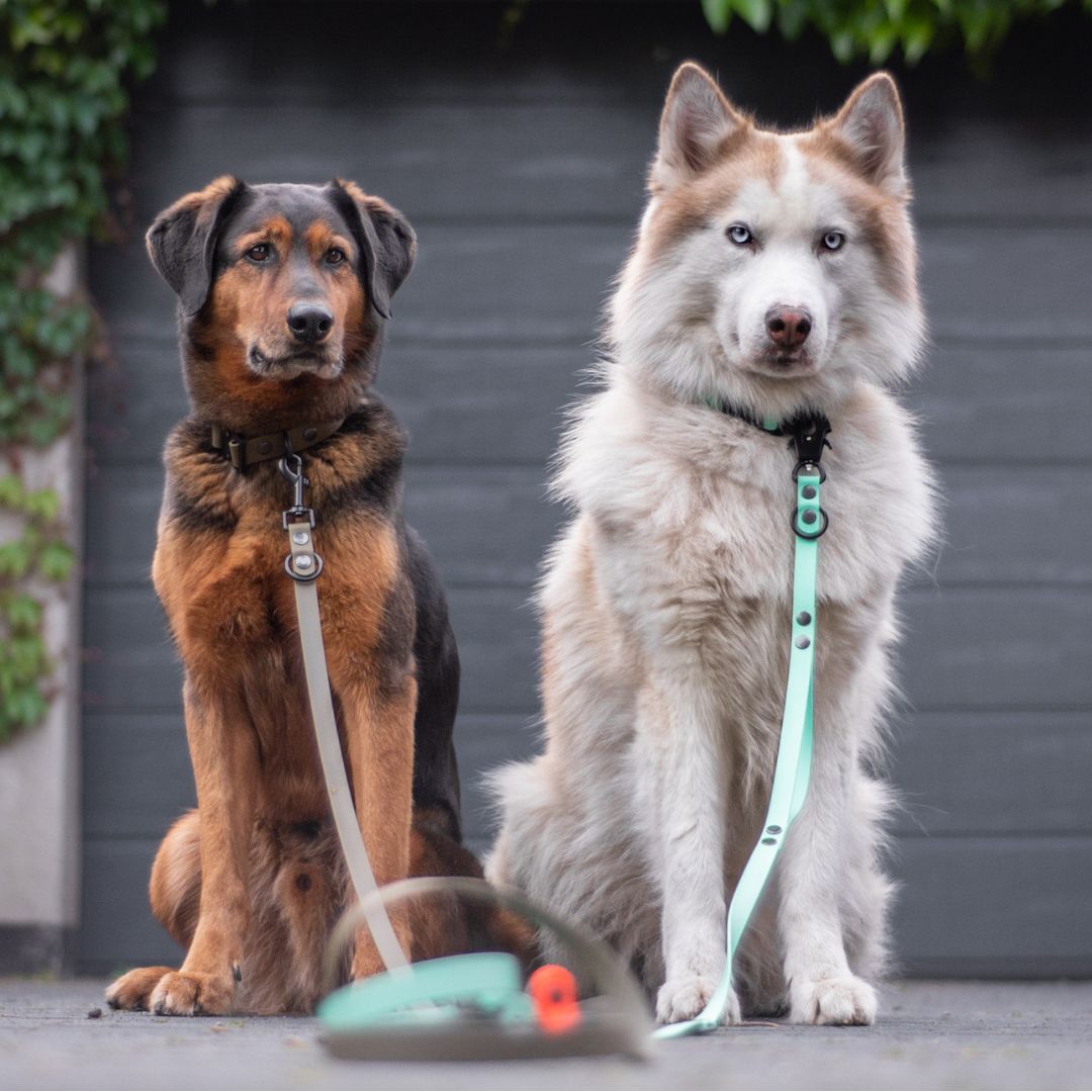 Lupo und Askan mit dem Biothane Tactical Halsband-Leinen Set