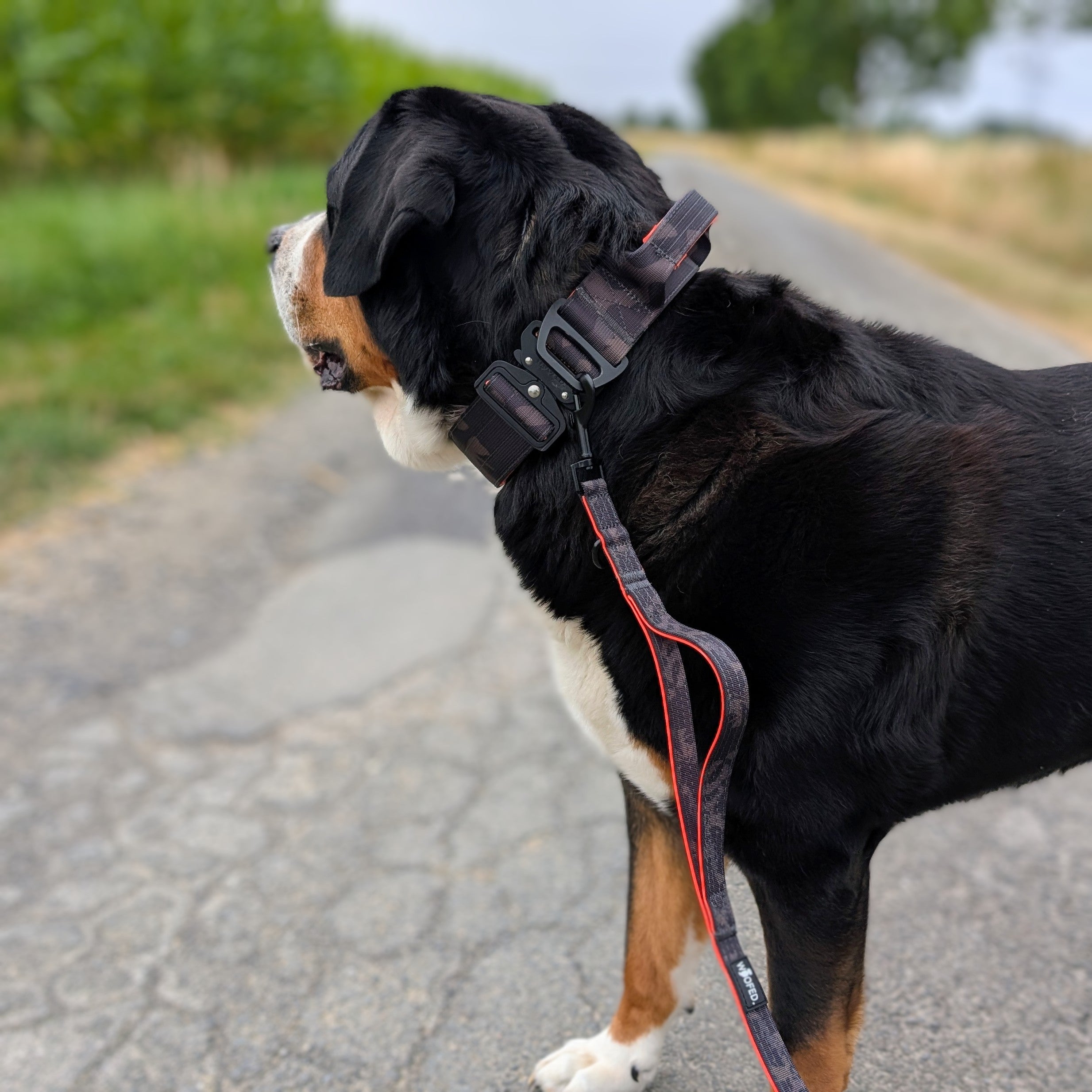 Großer Schweizer Sennenhund an Hundeleine mit Kurzführgriff in Camo Orange 