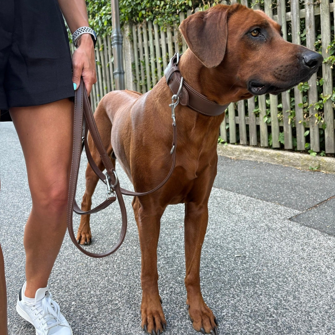 Ridgeback mit Frau und Halsband und Hundeleine  in dunkelbraun 