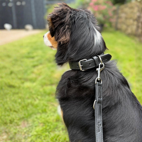 Hundehalsband mit Leine in schwarz an Australian Shepherd in der Natur