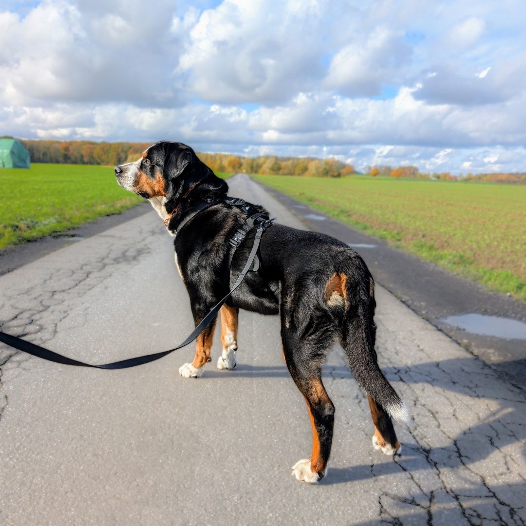Seitenansicht eines großen dreifarbigen Hundes mit schwarzem Geschirr und langer schwarzer Schleppleine auf Landstraße