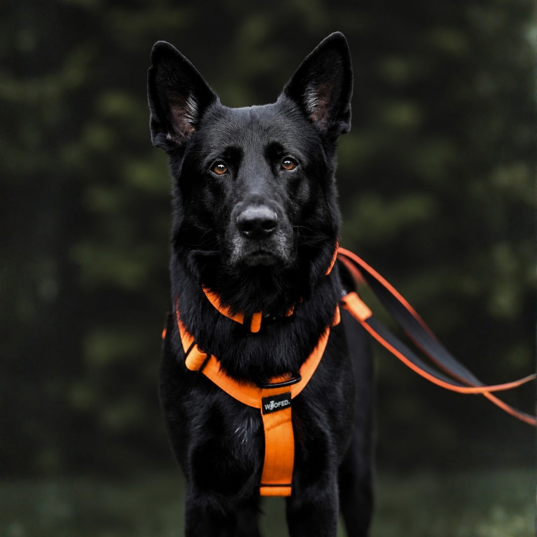 Frontalaufnahme eines schwarzen Hundes mit Y-Hundegeschirr in Safety-Orange und sichtbarer Leine