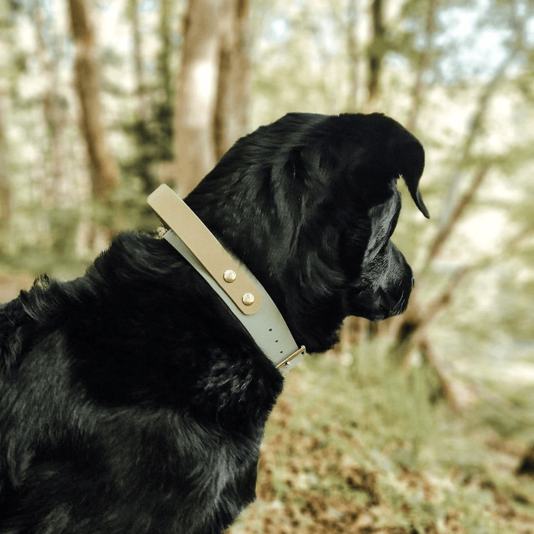 Biothane Halsband mit Griff verstellbar - WOOFED.