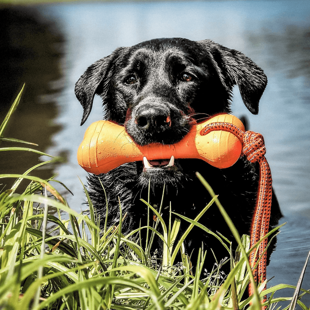 Knochen mit Seil Wasserspielzeug - WOOFED.