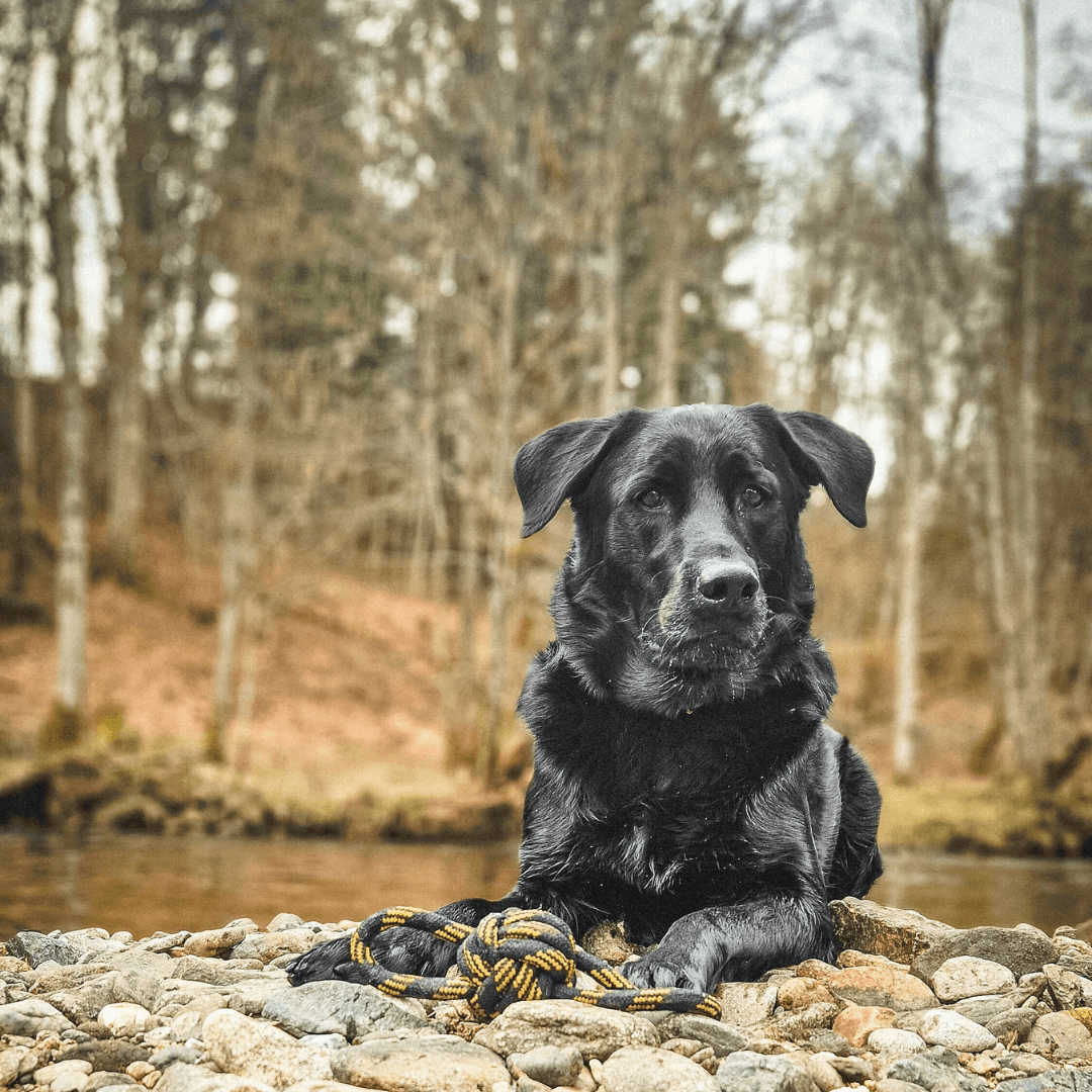 Tauspielzeug - WOOFED.