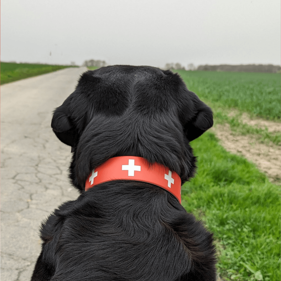 UV Biothane Halsband-Leinen-Set Schweizer - WOOFED.