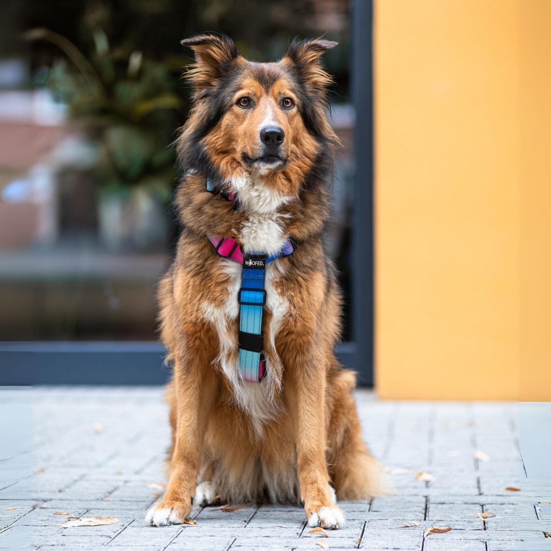 Brauner langhaariger Hund sitzend, trägt pink-blaues Y-förmiges Geschirr mit schwarzer Sicherheitsschnalle, auf Plastersteinen sizuend vor gelber Wand