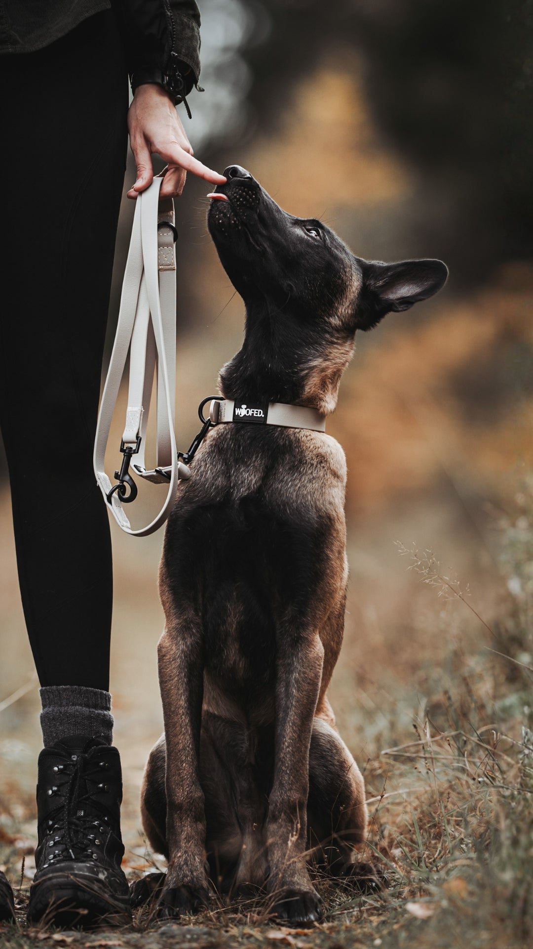 WOOFED Hundezubehör für Sicherheit und vertrauen - Malinois mit wasserfestem Halsband-Leinen-Set mit Frau 