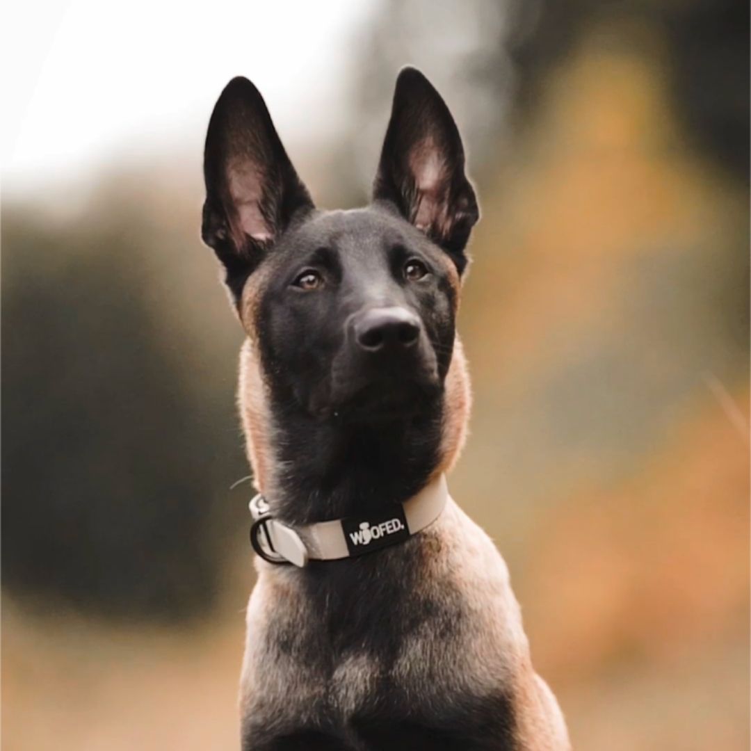 Porträt eines Hundes mit sandfarbenem WOOFLEX Classic Halsband, sichtbare Metall‑Rollschnalle und schwarzes Logo‑Label