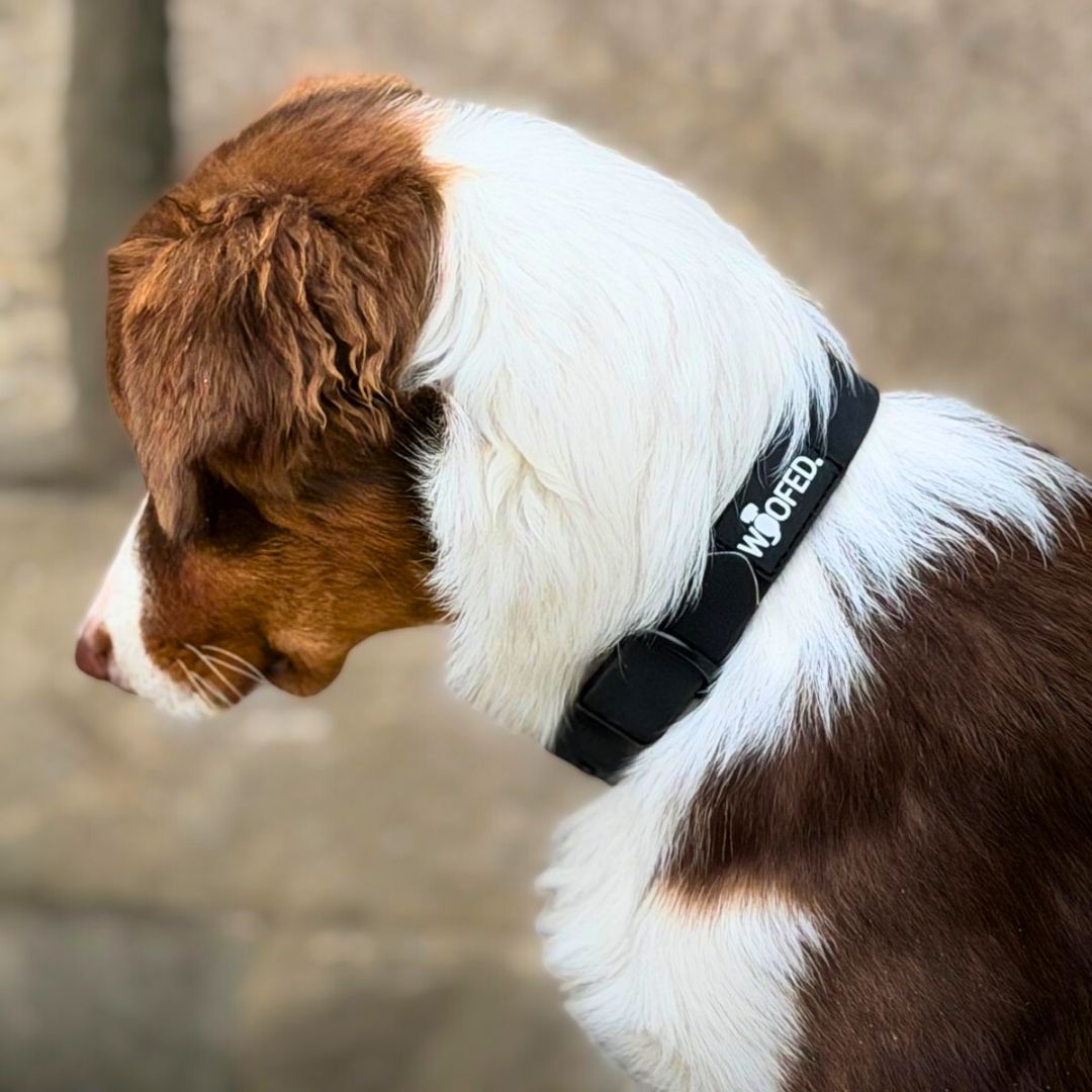 Halsband WOOFLEX® Classic verstellbar Phantom Black