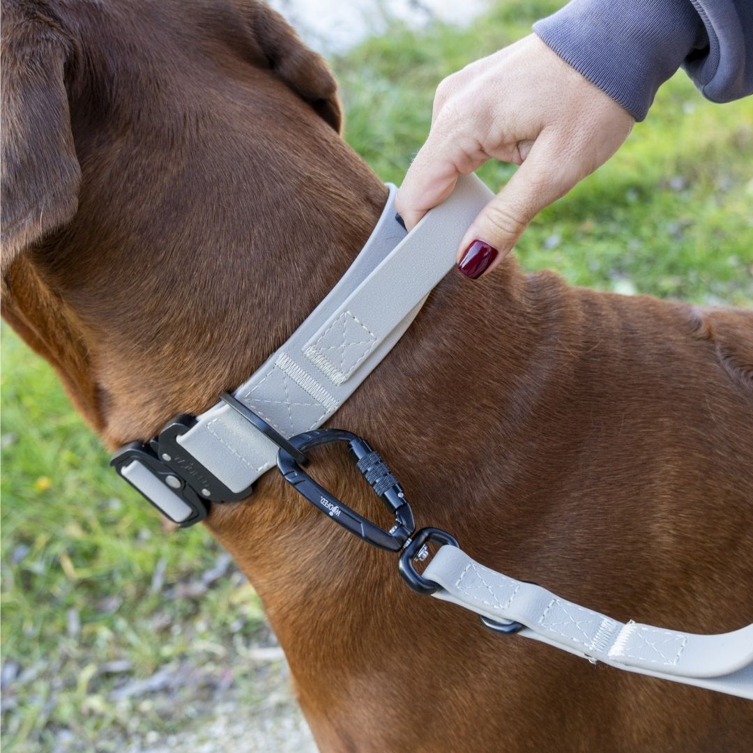 Seitliche Nahaufnahme: WOOFLEX Desert Sand Führleine am braunen Hund mit schwarzem Twist‑Lock‑Karabiner, Hand hält Leine