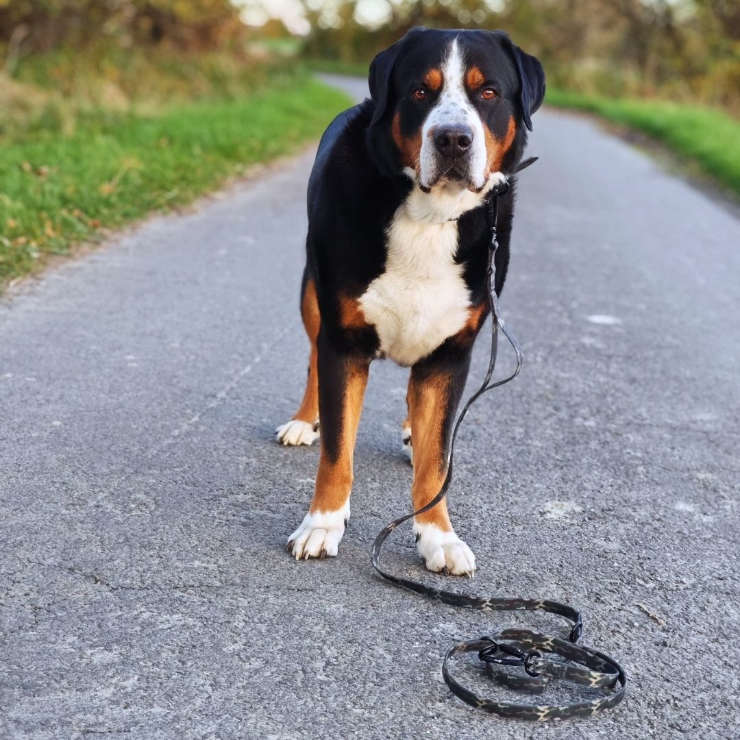 Führleine WOOFLEX® Pro verstellbar Woodland Camo