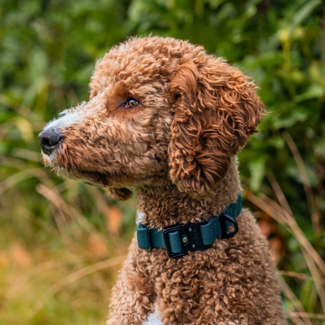 Halsband WOOFLEX® Tactical verstellbar Hunting Green