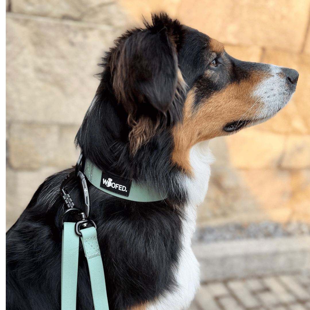 Halsband WOOFLEX® Tactical verstellbar ohne Griff Jade Green