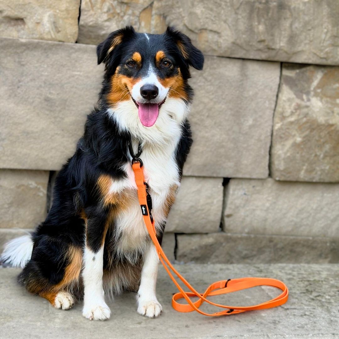 Dreifarbiger Hund - Aussie - sitzt vor Steinmauer, orange verstellbare Führleine WOOFLEX mit Twist-Lock Sicherheitskarabiner
