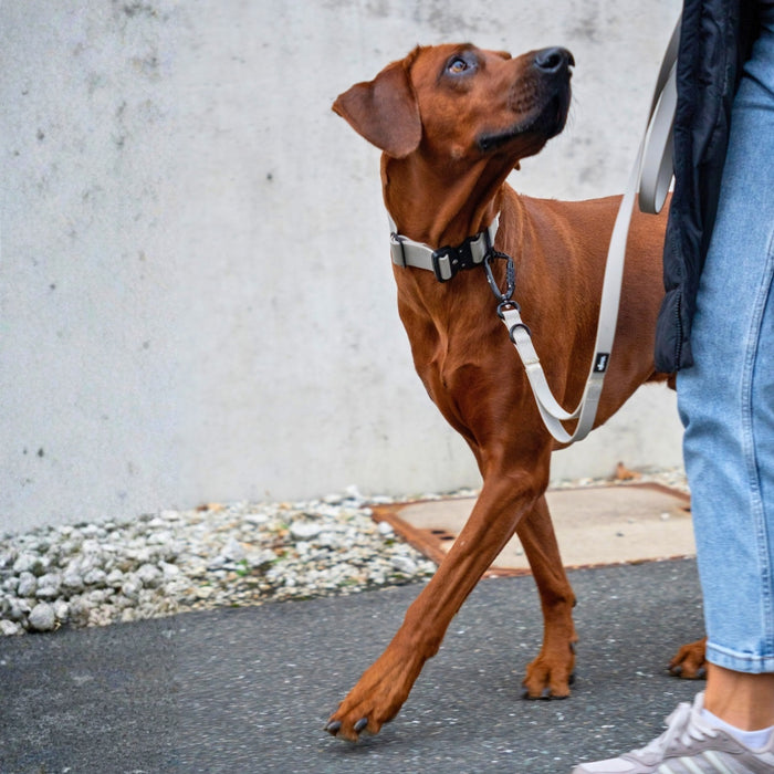 Seitliche Ansicht rostbrauner Hund an sandfarbener Führleine mit Twist-Lock-Karabiner, Halterbeine sichtbar