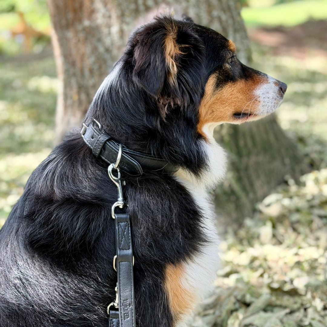 Australian Shepherd mit Lederleine aus weichem Rindsleder in schwarz sitzend in der Natur 