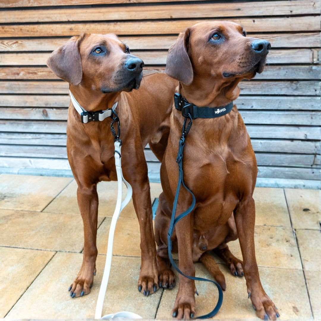 Schwarze, verstellbare WOOFLEX Führleine mit Twist-Lock-Karabiner an sitzendem braunem Hund, Frontansicht vor Holzlattenwand