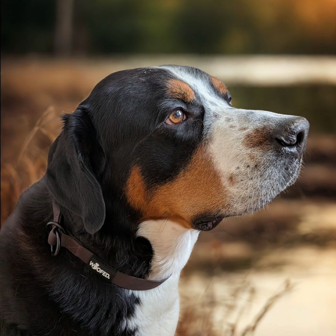 Großer Schweizer Sennenhund mit wasserfestem WOOFLEX Zugstopphalsband in braun 