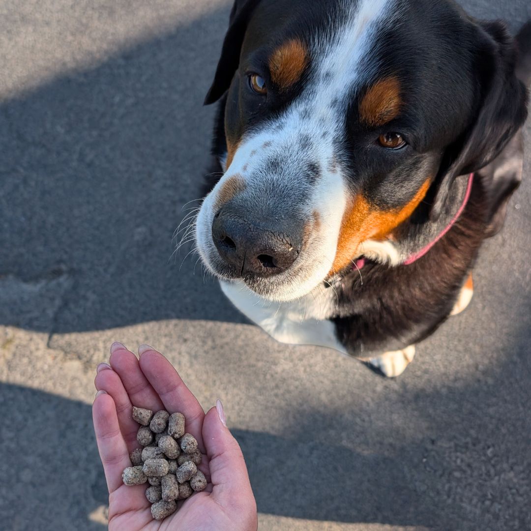 Hund genießt Apfel Kokos Softies als gesunde Belohnung im Alltag