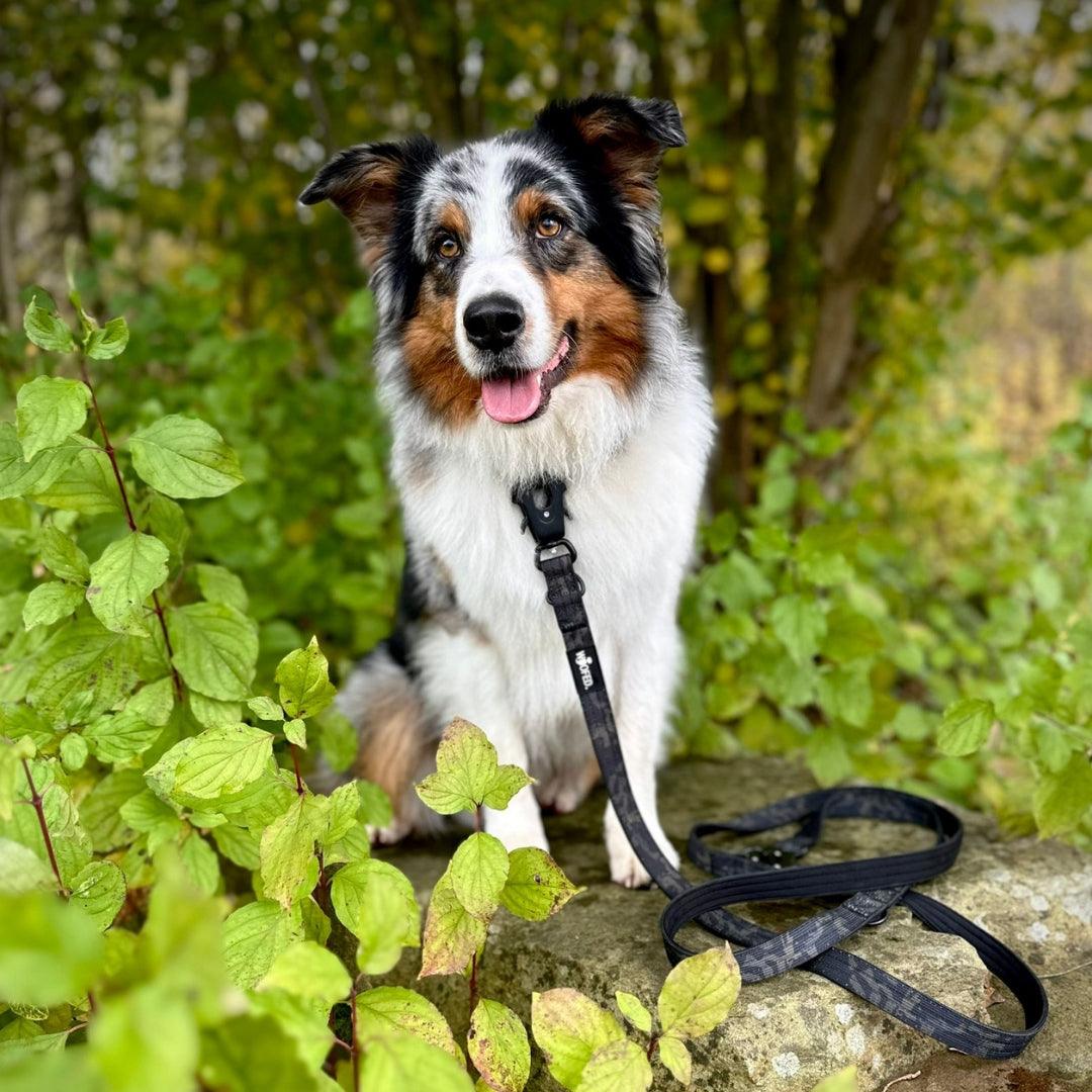 Black-Camo Nylon-Halsband und -Leine am sitzenden Hund, vordere Ansicht; Leine aufgewickelt auf Stein