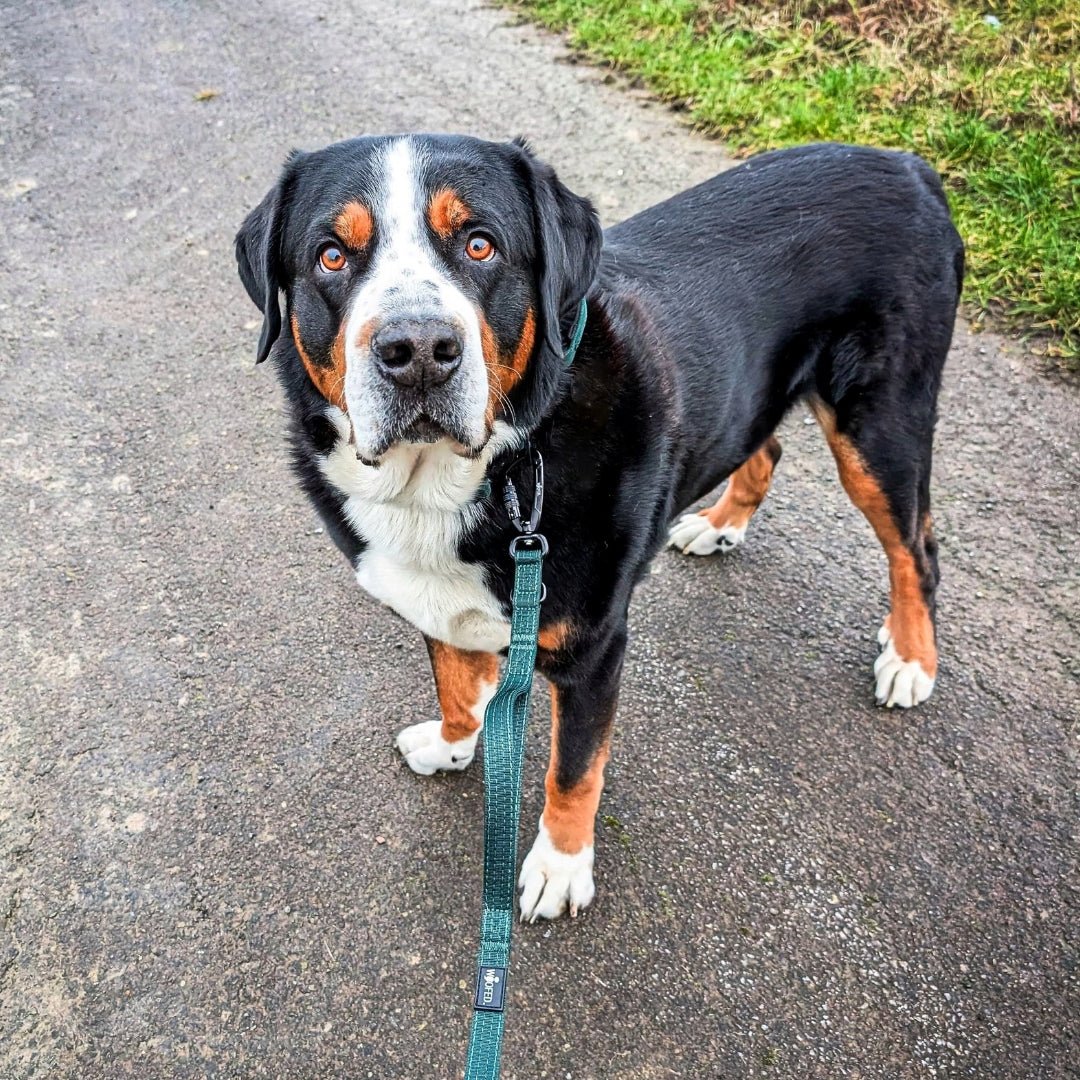 Großer Hund von vorne mit dunkelgrüner Führleine (Dark Green), Karabiner am Halsband sichtbar, Blick zur Kamera auf Gehweg