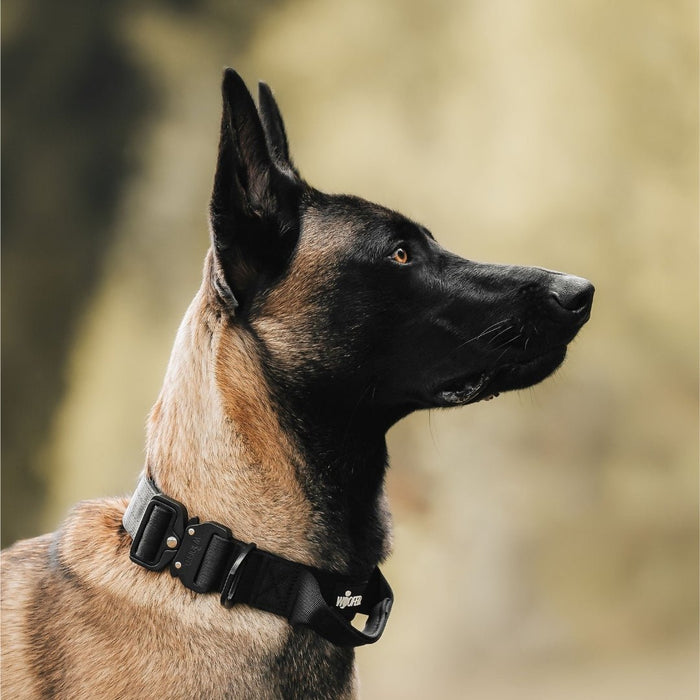 Profil eines braun-schwarzen Hundes mit schwarzem taktischem Nylonhalsband, Aluminiumschnalle und Griff