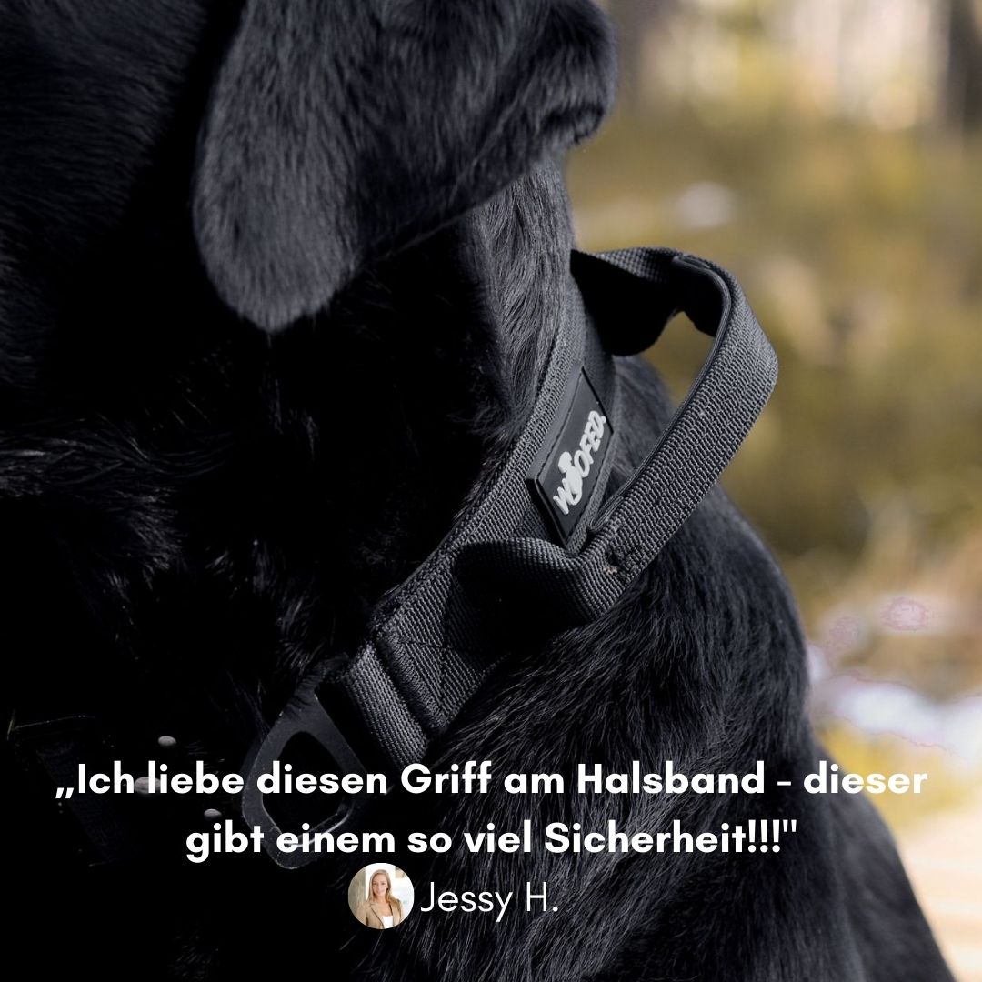 Nahaufnahme eines schwarzen taktischen Nylonhalsbands mit Griff und WOOFED-Label an schwarzem Hund