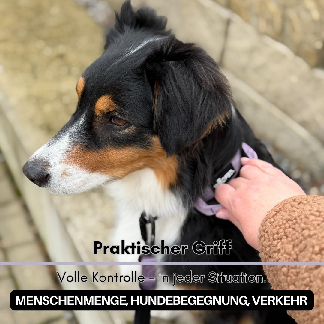 Seitliche Nahaufnahme eines Hundes mit lilafarbenem Nylon-Halsband; Hand greift den integrierten Griff.
