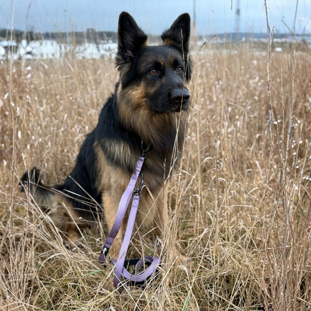 Schäferhund im trockenen Feld, trägt lilafarbene Halsband-Leine mit Metallkarabiner, Dreiviertelansicht