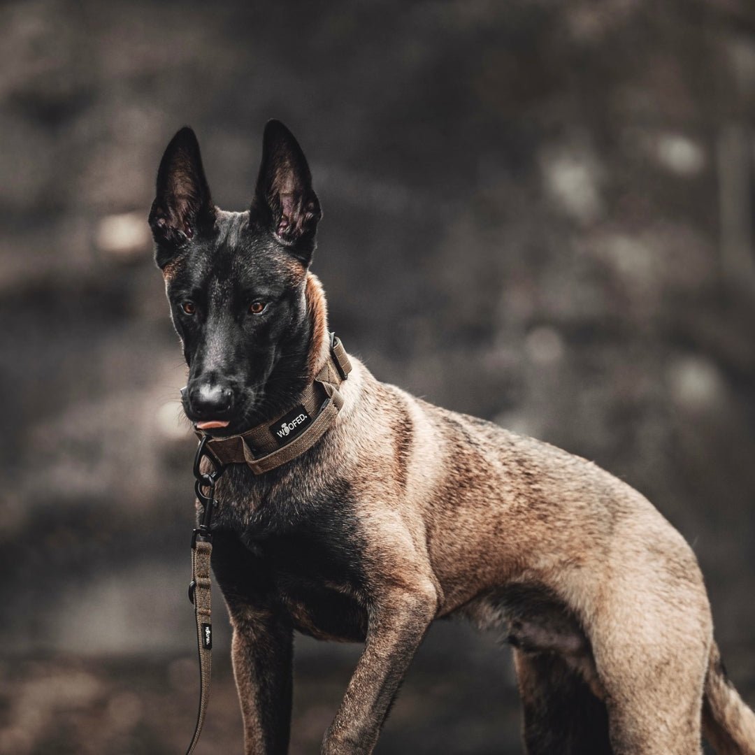 Seitenansicht: Hund trägt olivgrünes taktisches Nylonhalsband mit Griff, sichtbare Metall-Schnalle und passender Leine