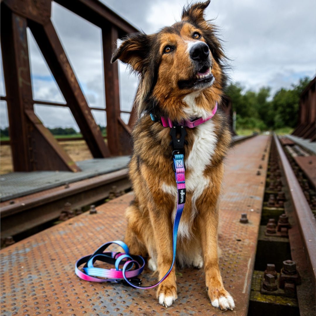 Hund sitzt auf rostiger Brücke, pinkes taktisches Nylon-Halsband mit blau-rosa verlaufender Leine, frontale Nahaufnahme