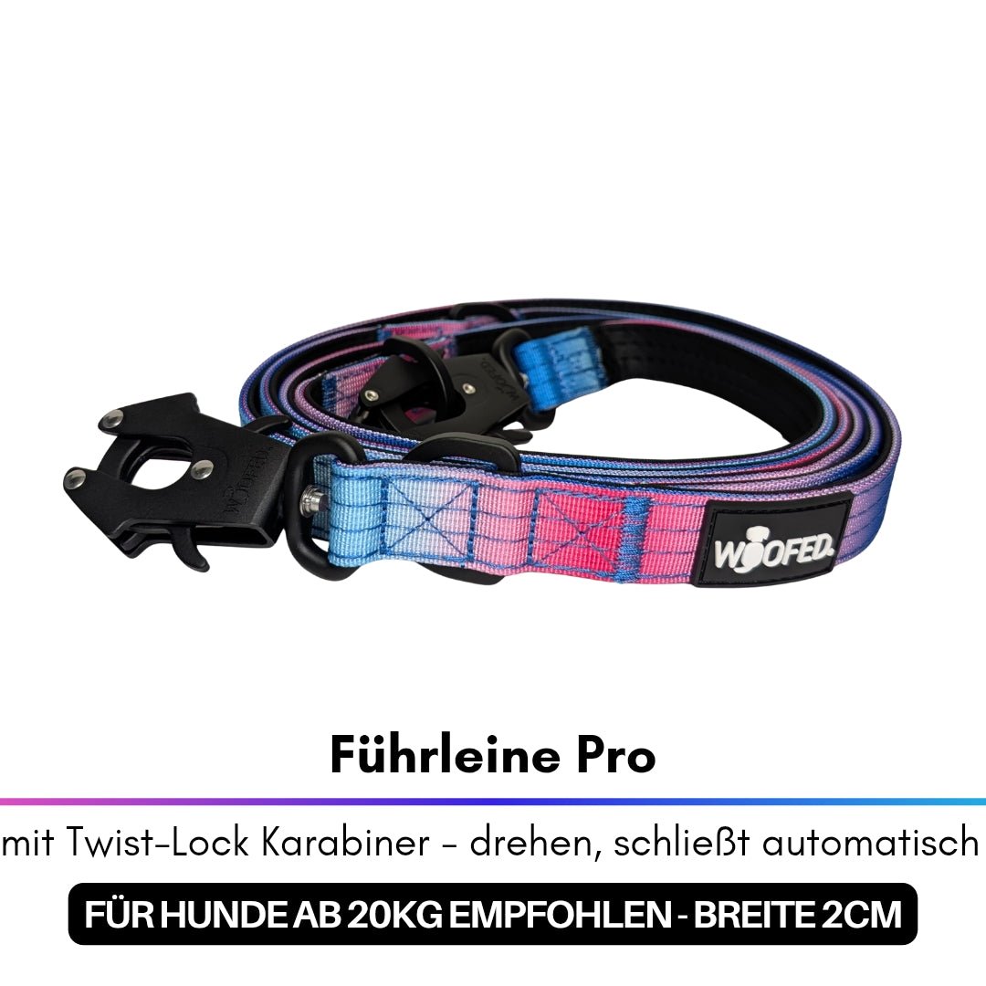 Aufgerollte Führleine Pro in Pink‑Blau‑Verlauf mit schwarzem Twist‑Lock‑Karabiner und WOOFED-Logo, schräg oben betrachtet