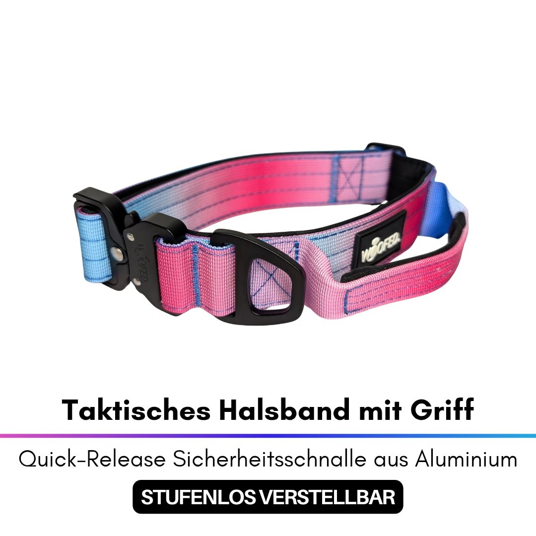 Taktisches Halsband im Pink‑Blau‑Verlauf mit schwarzer Quick‑Release‑Schnalle, D‑Ring und integriertem Griff, schräge Draufs/