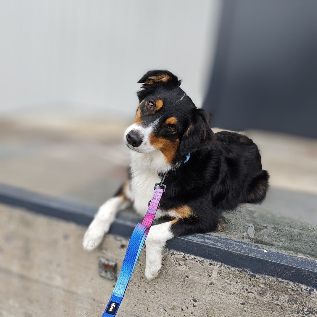 Dreifarbiger Hund auf Betonrand, seitlich-vorne Blick, pink‑blau verlaufende Nylon Classic Führleine sichtbar